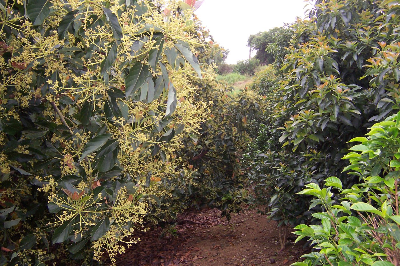Rows of avocado trees in flower on a horticultural block