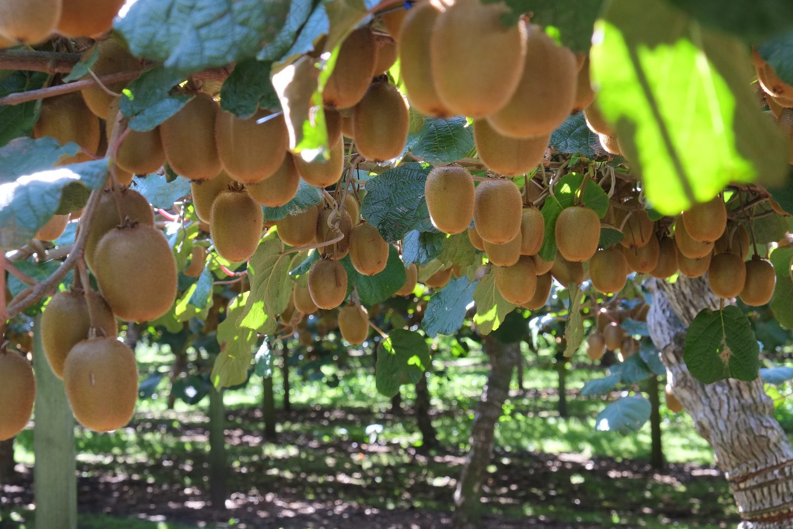 Green kiwifruit hanging beneath a vine canopy