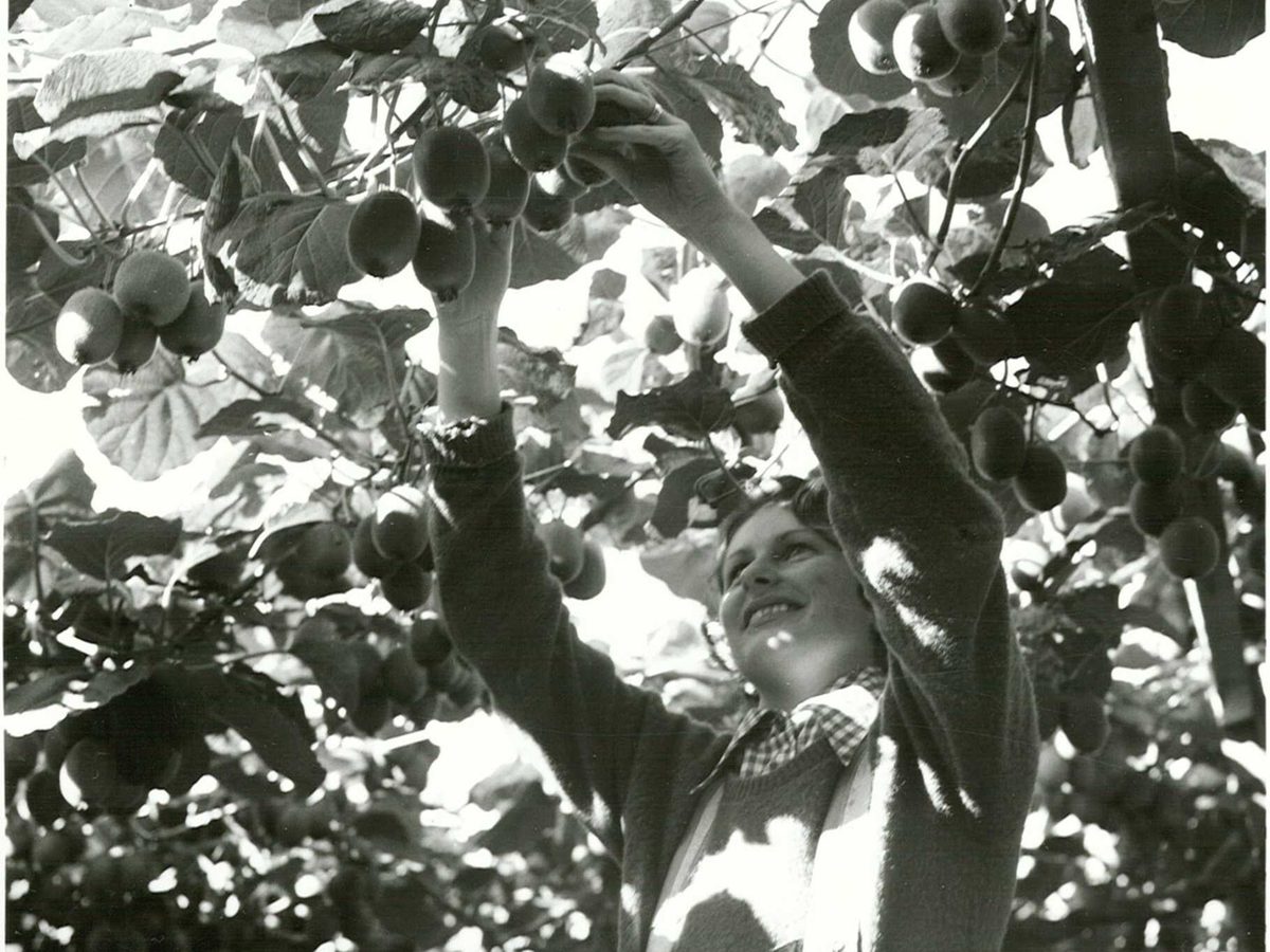 Archival photograph of kiwifruit being harvested from pergola vines at Te Puke