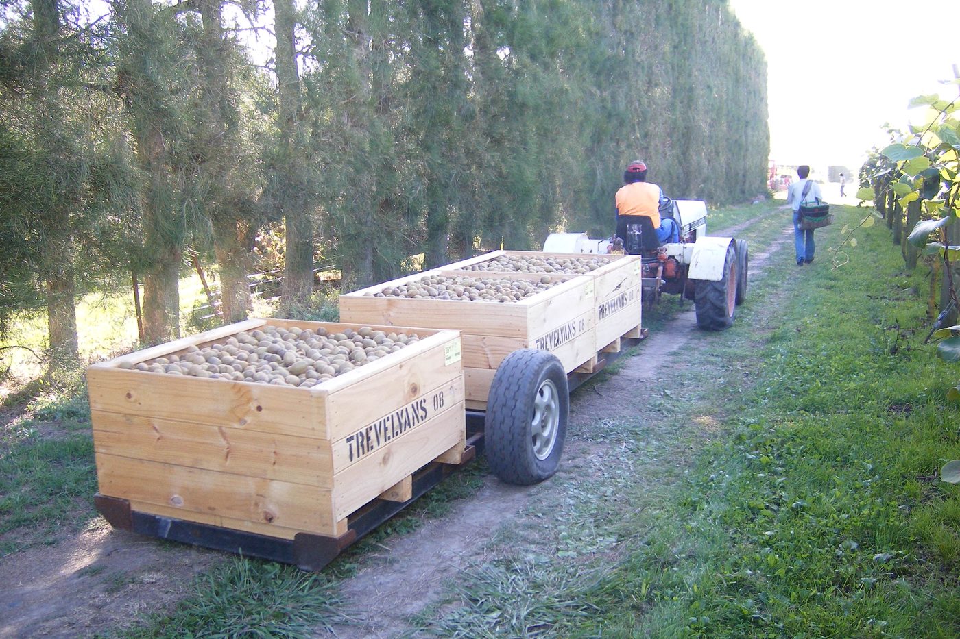 A tractor towing bins of freshly harvested kiwifruit along an orchard track