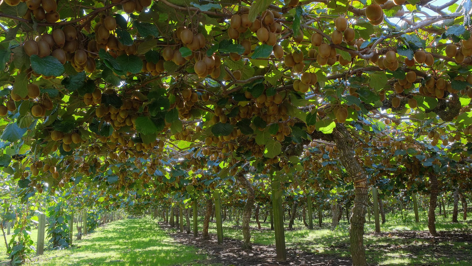 Rows of kiwifruit vines heavy with fruit on a pergola canopy