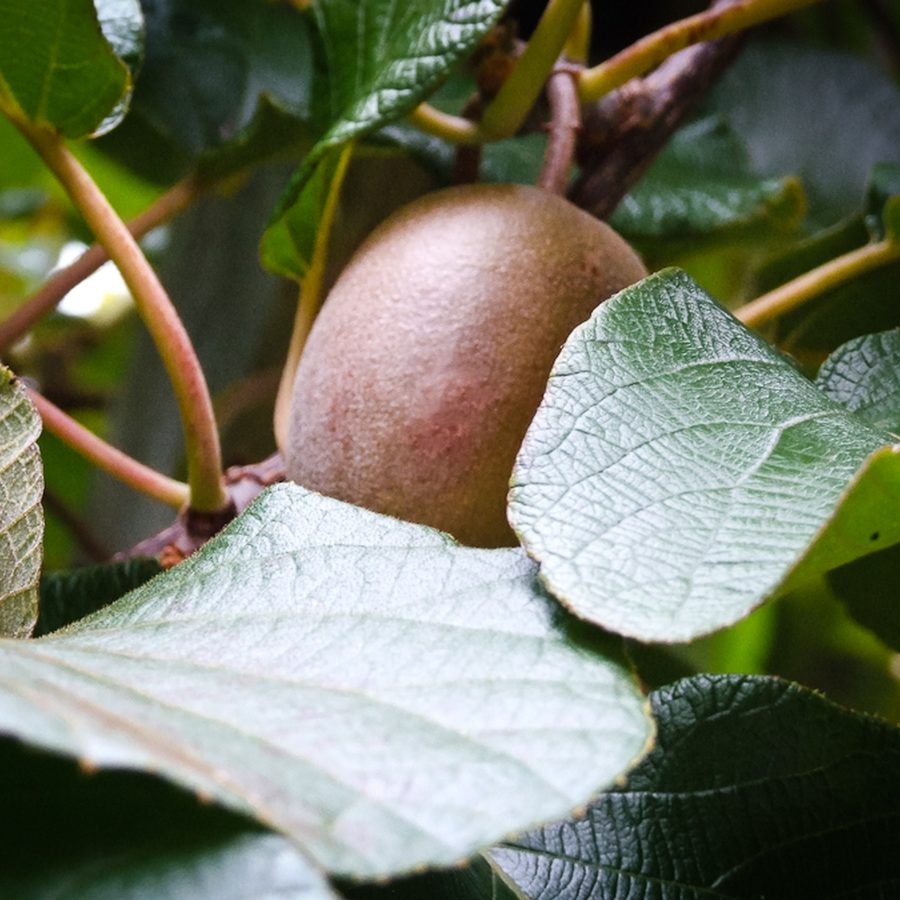 A single kiwifruit tucked behind vine leaves