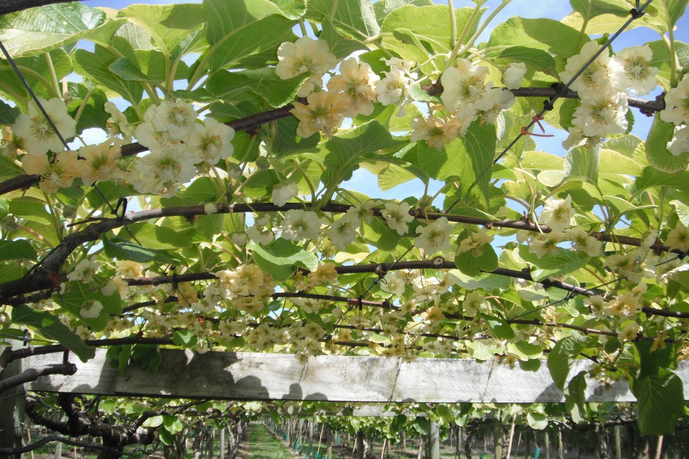Kiwifruit vines in full flower under a spring sky