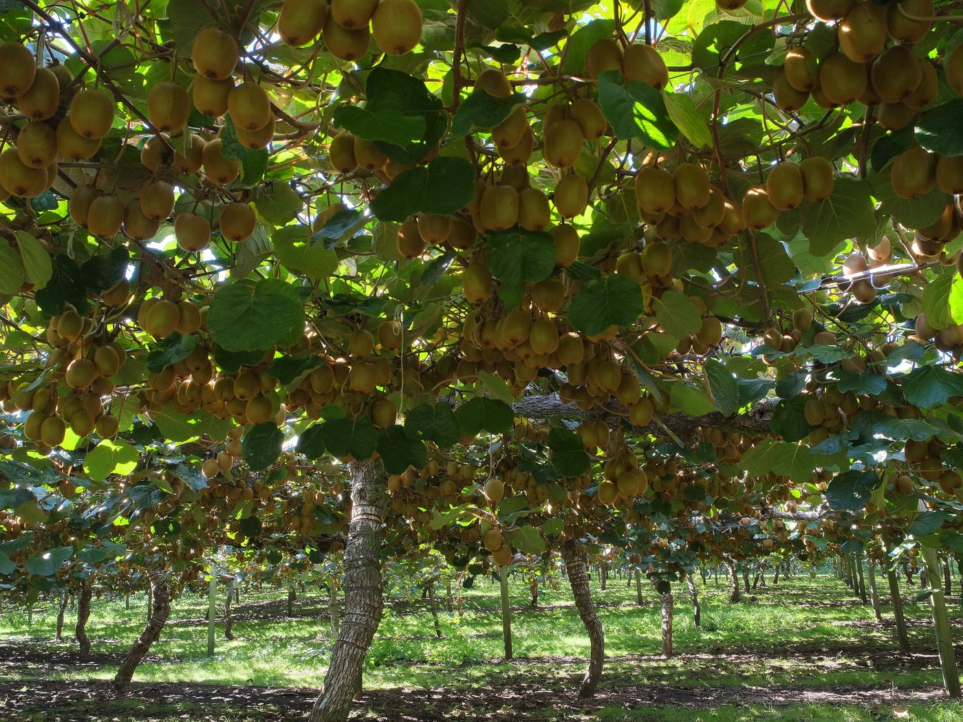 View along the rows of a mature kiwifruit orchard