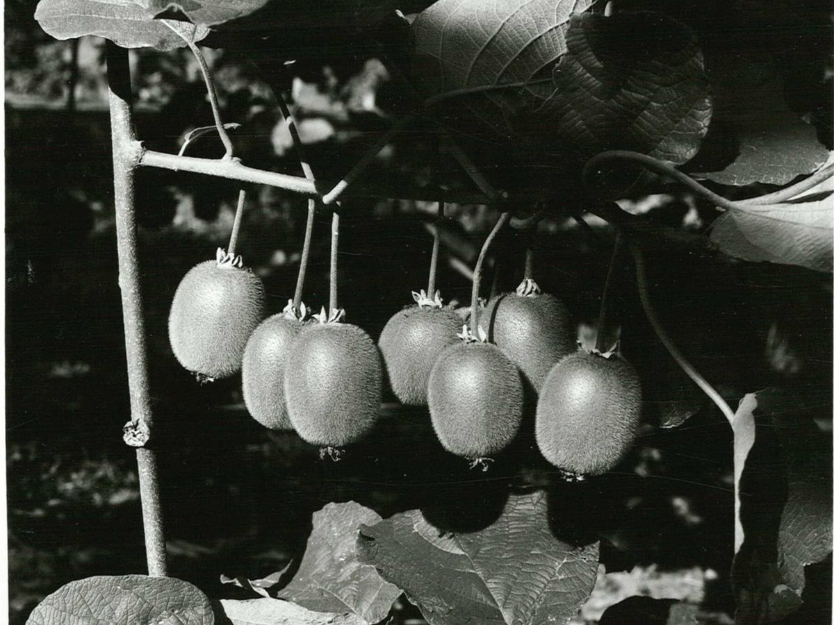 Archival photograph of Hayward kiwifruit on pergola-type vines at a Te Puke orchard