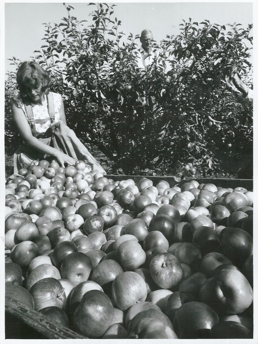 A picker tipping a harvest bag into an orchard bin