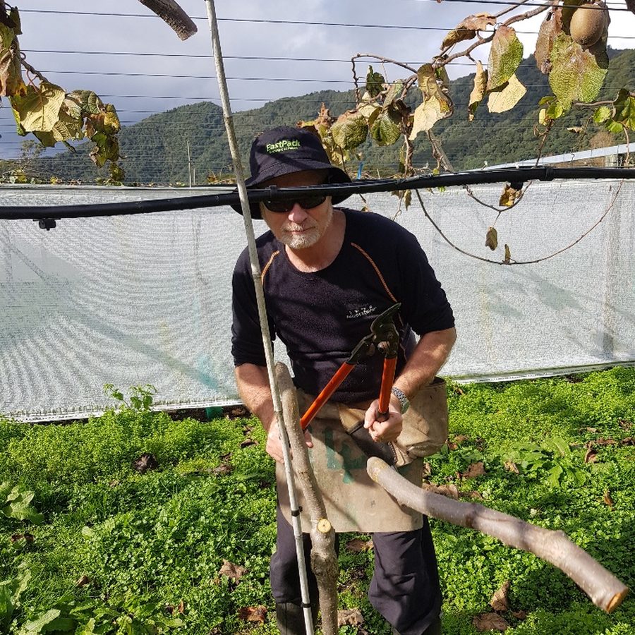 An orchard worker pruning kiwifruit vine wood with loppers