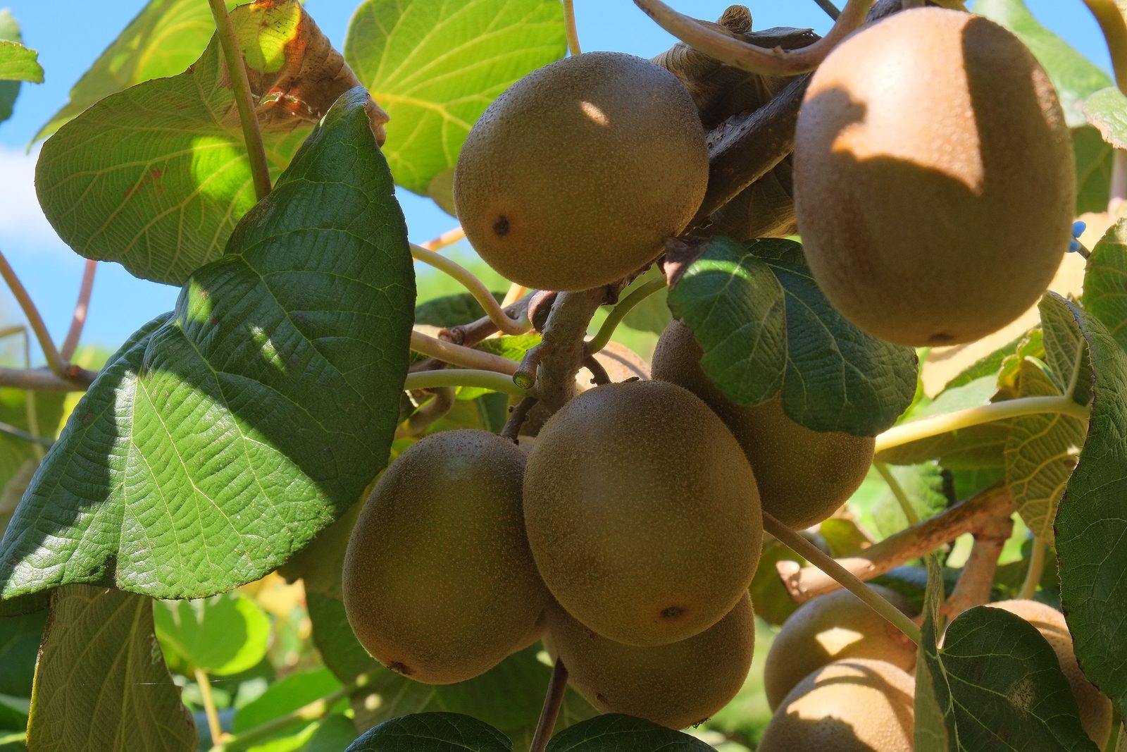 Gold kiwifruit ripening on the vine
