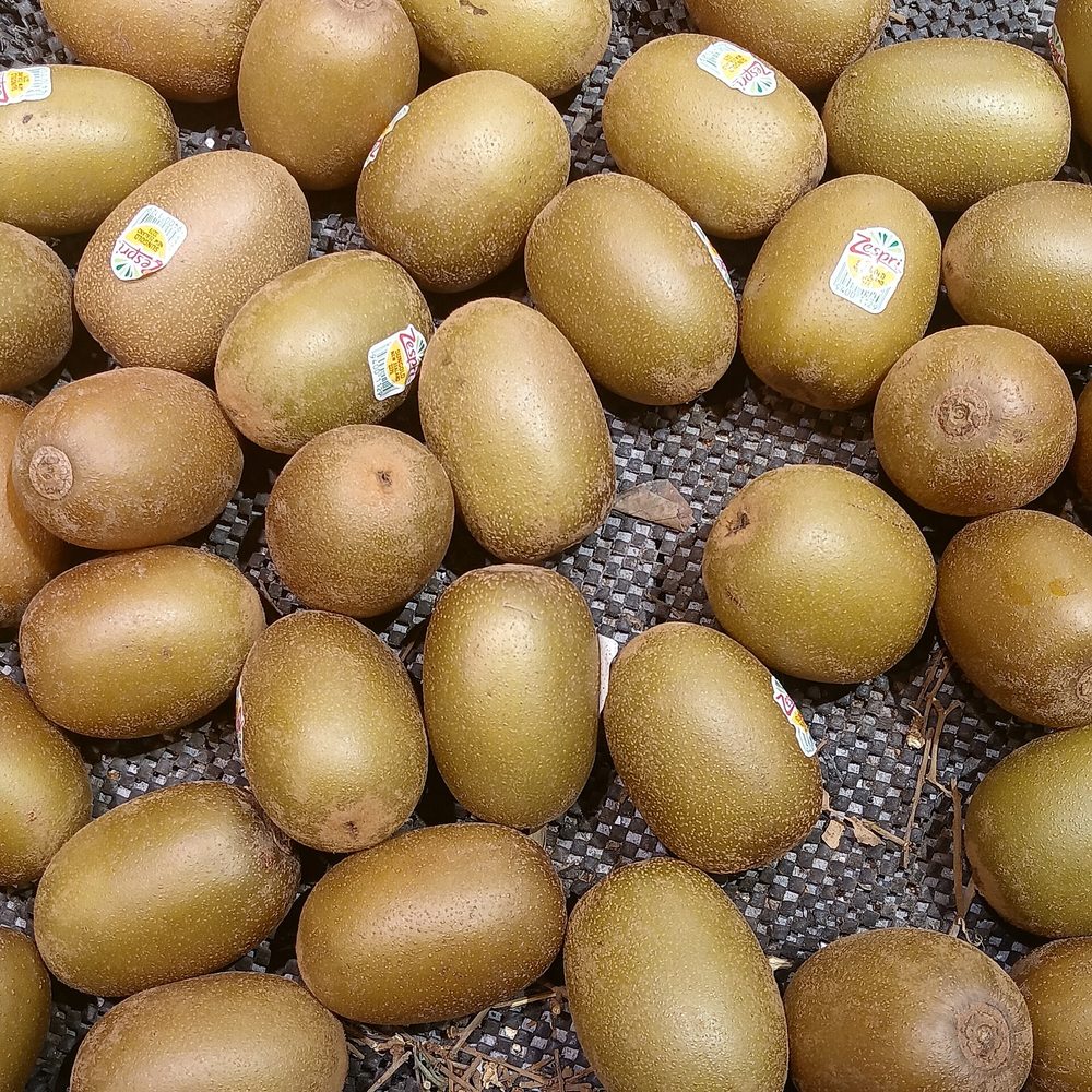 Harvested gold kiwifruit laid out after grading